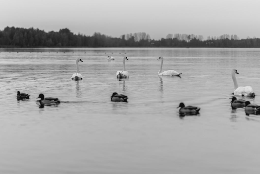 fotografia ślubna Częstochowa