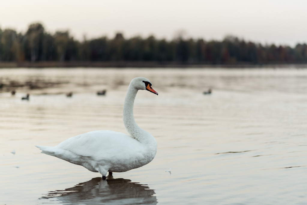 fotografia ślubna Częstochowa